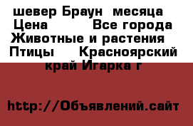 шевер Браун 2месяца › Цена ­ 200 - Все города Животные и растения » Птицы   . Красноярский край,Игарка г.